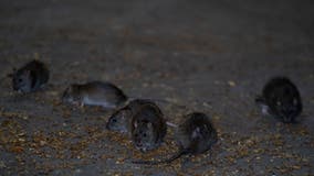NYC taking simple steps to wage 'War on Rats'