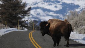 Several US tribes receive dozens of bison in hopes of restoring bond with animal