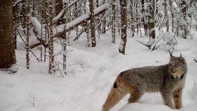Watch: ‘Elusive’ lynx caught on camera in snowy Maine forest