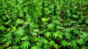 Oklahomans vote 'no' on recreational marijuana