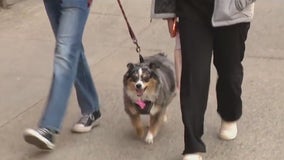 Upper East Side launches 'curb your dog' contest