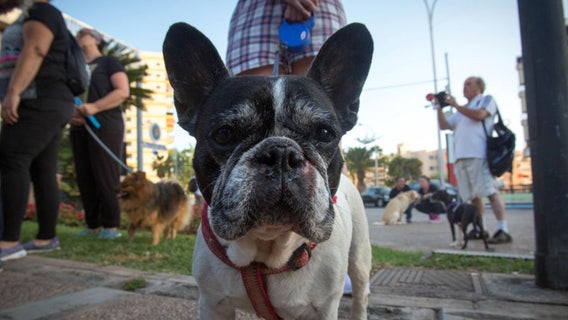 Most popular dog breed in New York is now America's favorite
