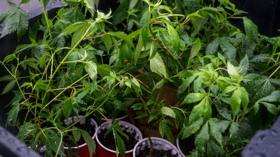 NY cannabis agencies sued by medical marijuana providers