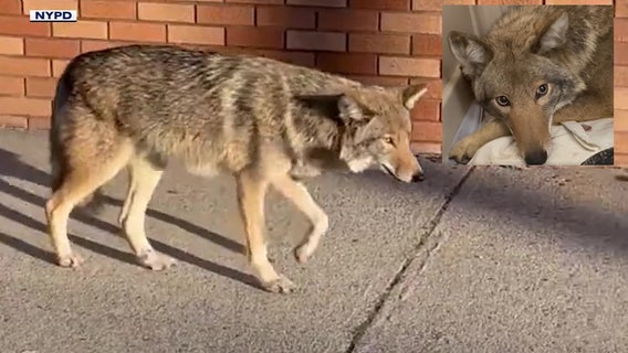NYC coyote sightings on the rise. One expert explains the surge
