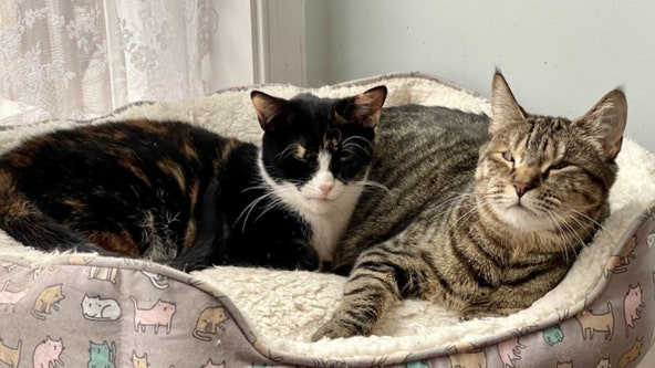 Two special kitties in Virginia need to be adopted together: 'Their imperfections make them perfect'