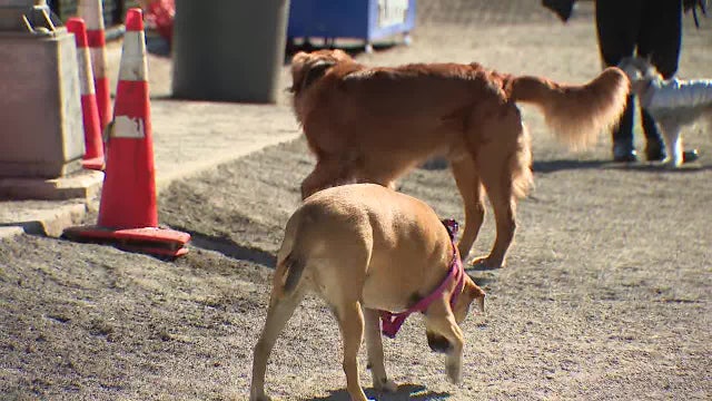 J. Hood Wright Park Dog Run needs a makeover, pet owners say