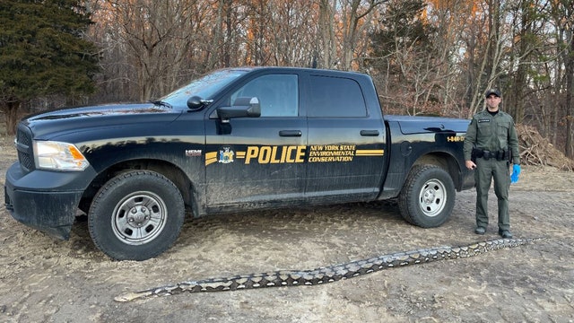 14-foot python found along Medford road