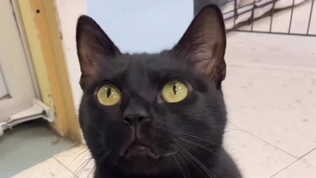Black cat, whom no one wanted to adopt, goes viral