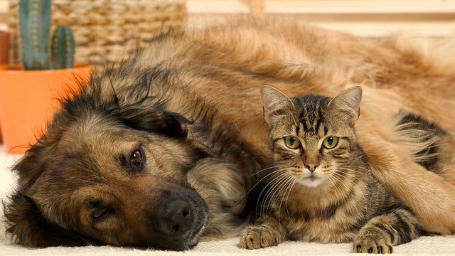 Infants exposed to pet dogs or cats may develop fewer food allergies, study finds