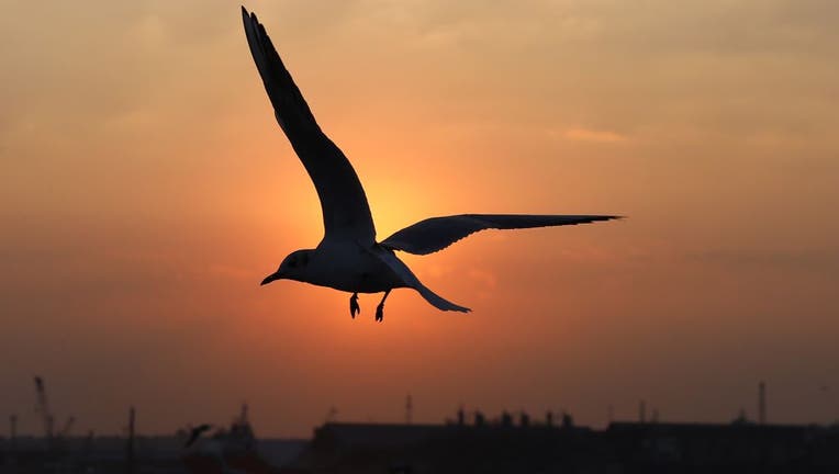 EGYPT-PORT SAID-GULLS