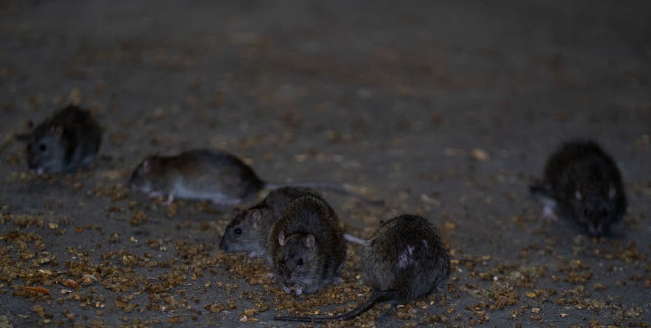 Rats show off their ability to help humans | FOX 5 New York