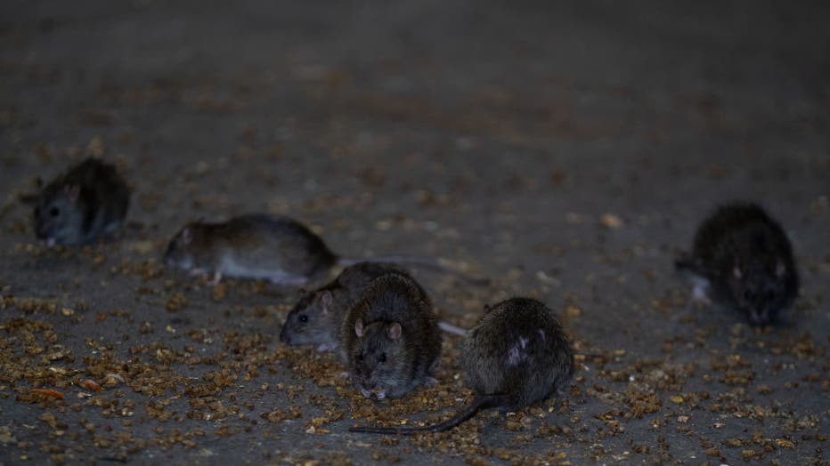 NYC Rat Sightings Higher Than Ever Before