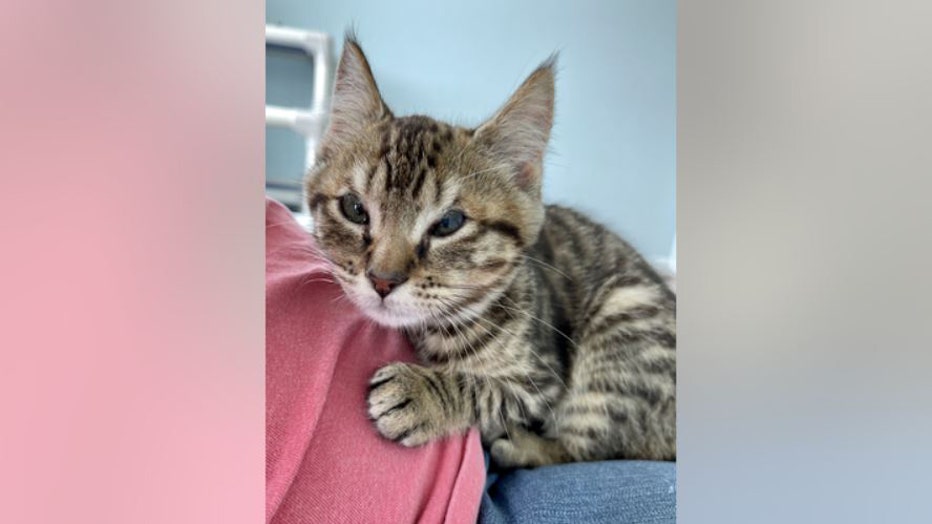 Virginia-kitties-adoption-IV.jpg