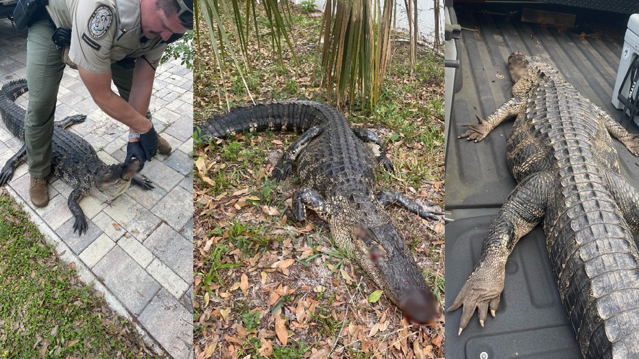 WOFL Deltona Alligator attacks dog