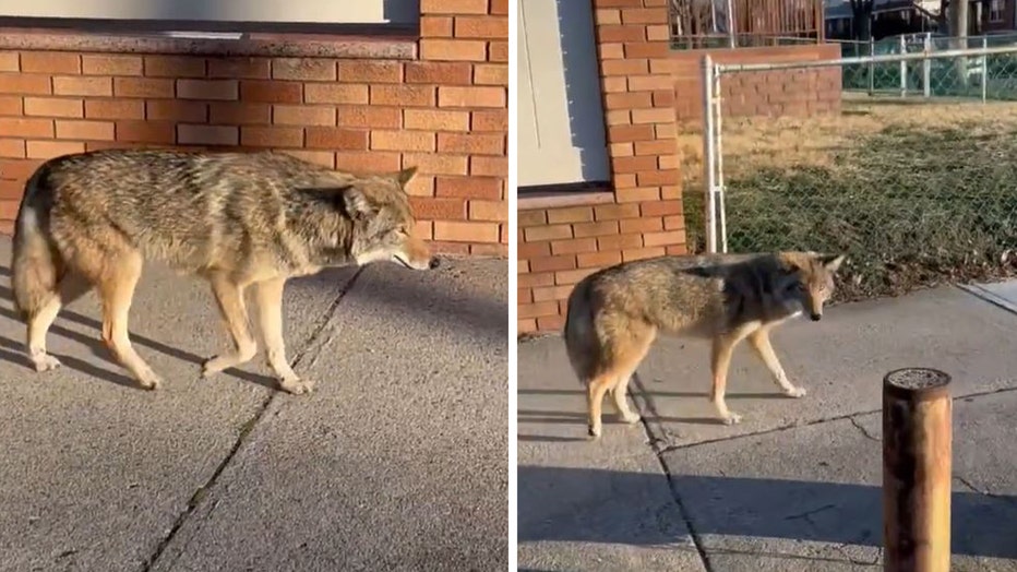 Screengrabs shows the coyote found wandering on March 8, 2023, in Queens, New York. (Credit: NYPD 105th Precinct)