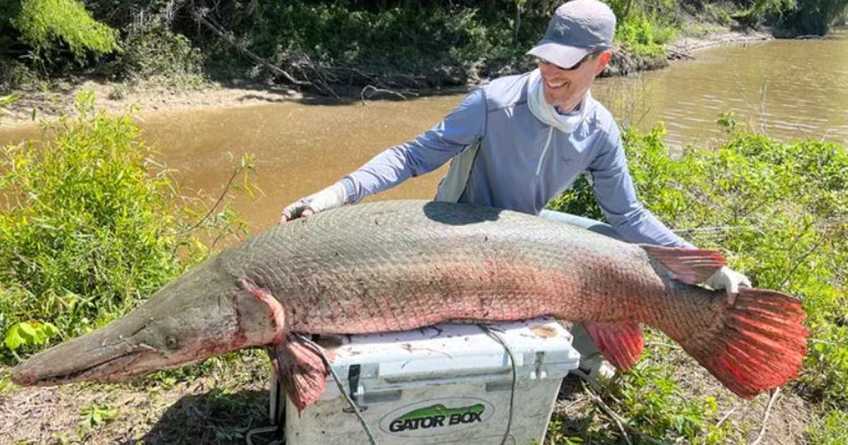 Kentucky man reels in likely world-record alligator gar from Texas ...