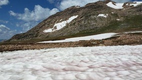Here's why there could be pink snow at Yellowstone this summer