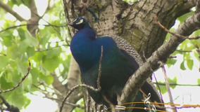 Escaped peacock, named Raul, returned to Bronx Zoo