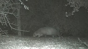 What is it? Wildlife officials stumped as mysterious animal caught on Texas trail camera