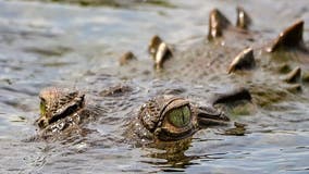 Legendary 14-foot crocodile dubbed 'Croczilla' spotted in Florida Everglades