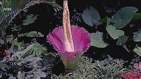 New York Botanical Garden's infamous 'corpse flower' set to bloom