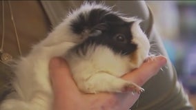 City council passes guinea pig sales ban in NYC