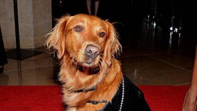 Ricochet, therapy dog who surfs, dies and leaves heartfelt legacy