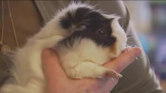 City council passes guinea pig sales ban in NYC