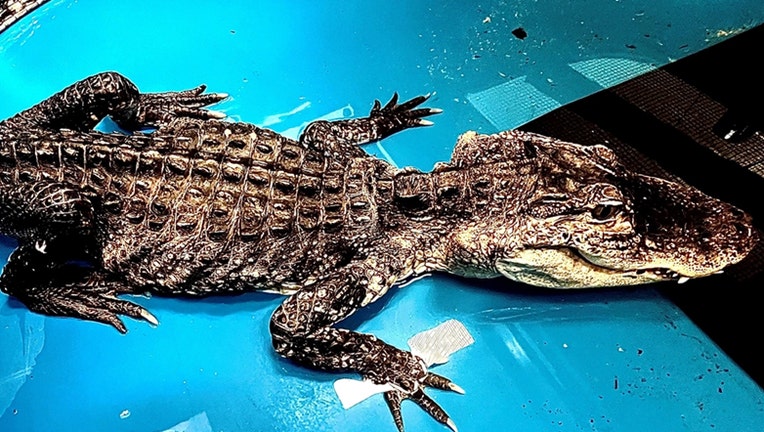 The alligator is pictured in a provided image. (Credit: Bronx Zoo) 