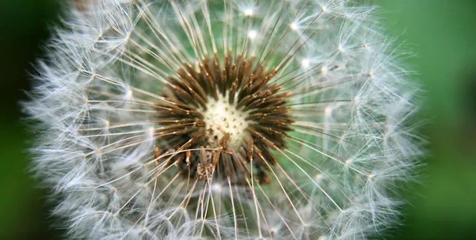 New research: Seasonal allergies linked to mood disorders like anxiety, depression