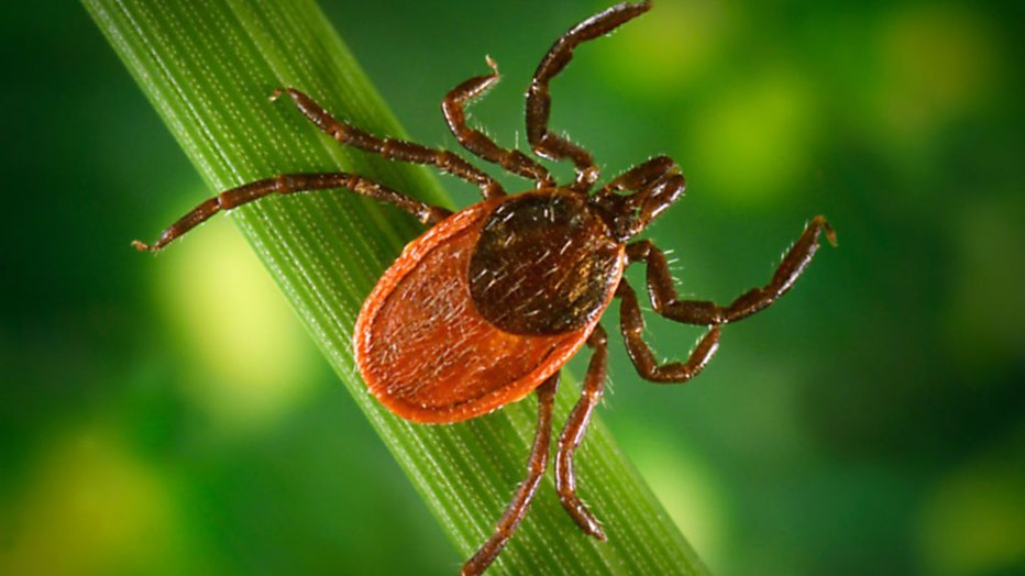 FILE - An image courtesy of the Centers for Disease Control shows a blacklegged tick on a leaf. (Photo by Smith Collection/Gado/Getty Images)