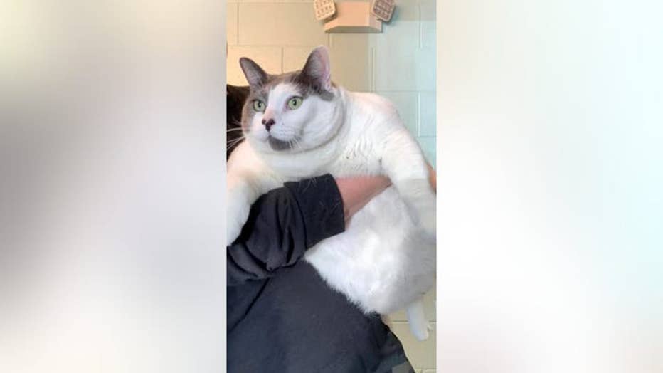 Virginia Retiree Adopts 40 Pound Cat | FOX 5 New York