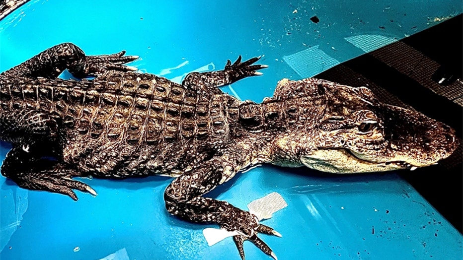 The alligator is pictured in a provided image. (Credit: Bronx Zoo)