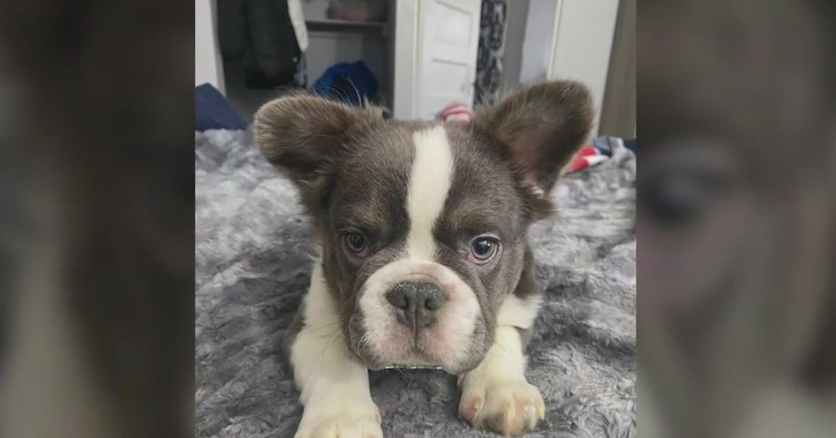 Heartbroken French bulldog owner desperate for pet's return after