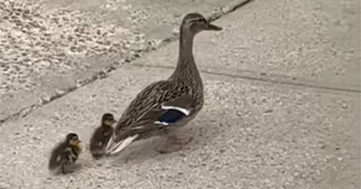 Beekaboo! Police rescue 10 ducklings from storm drain in Hudson Valley ...