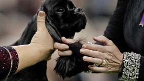 Dog Show 101: What's what at the Westminster Kennel Club