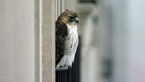 Pale Male, red-tailed hawk who nested above Fifth Avenue for 30 years, dies at 33