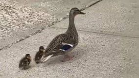 Beekaboo! Police rescue 10 ducklings from storm drain in Hudson Valley