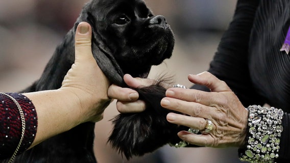 Dog Show 101: What's what at the Westminster Kennel Club