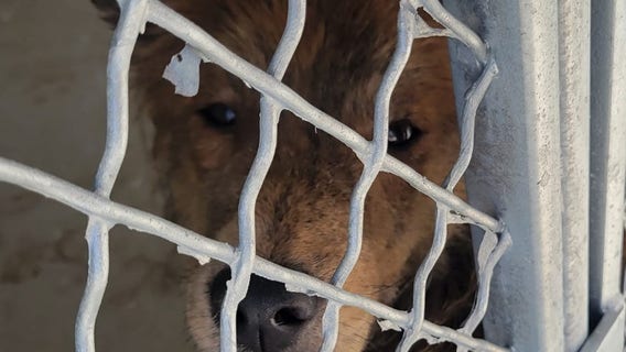 'This is still not acceptable!': 24 dogs dumped in Indiana as search for owner continues