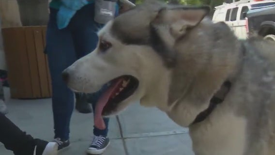 NYC's Animal Care Centers encouraging adoptions of big dogs