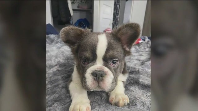 Heartbroken French bulldog owner desperate for pet's return after dognapping
