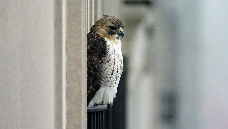 Pale Male perches on a balcony railing of an apartment build