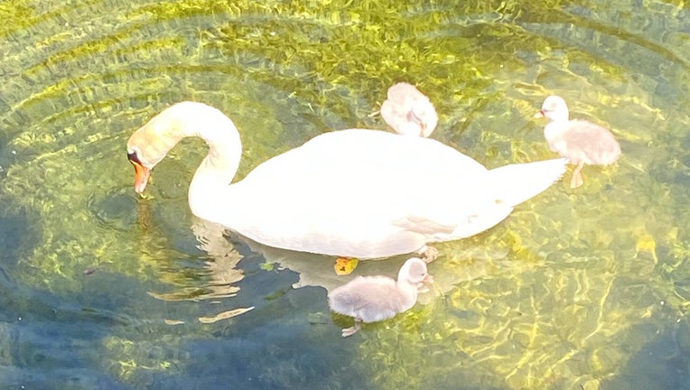Swan in Manlius, New York