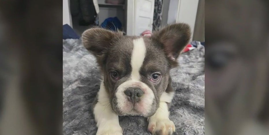 Heartbroken French bulldog owner desperate for pet's return after dognapping