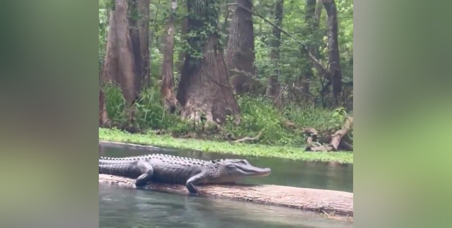 Alligator scares women tubing down Florida river: ‘It’s hissing at her'