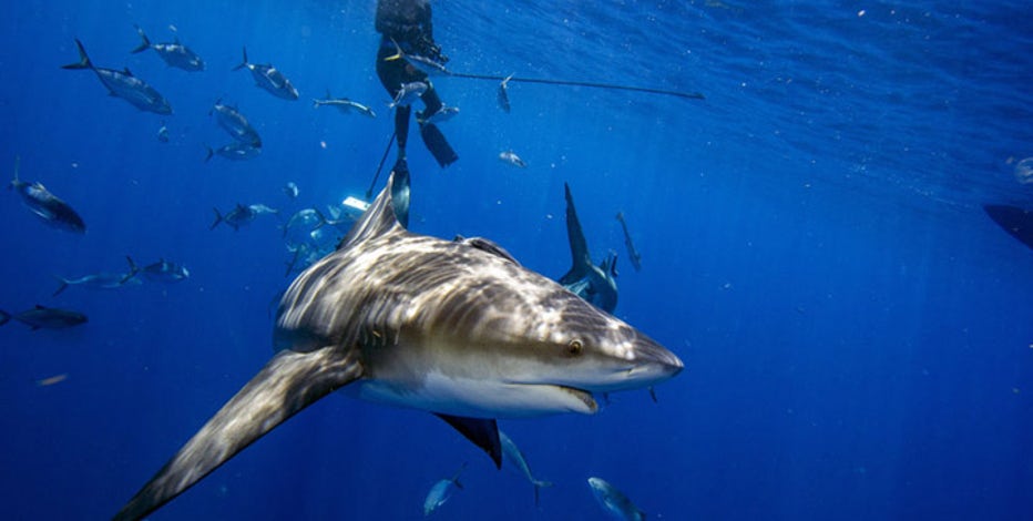 Shark bites leg off American tourist in Turks and Caicos: report