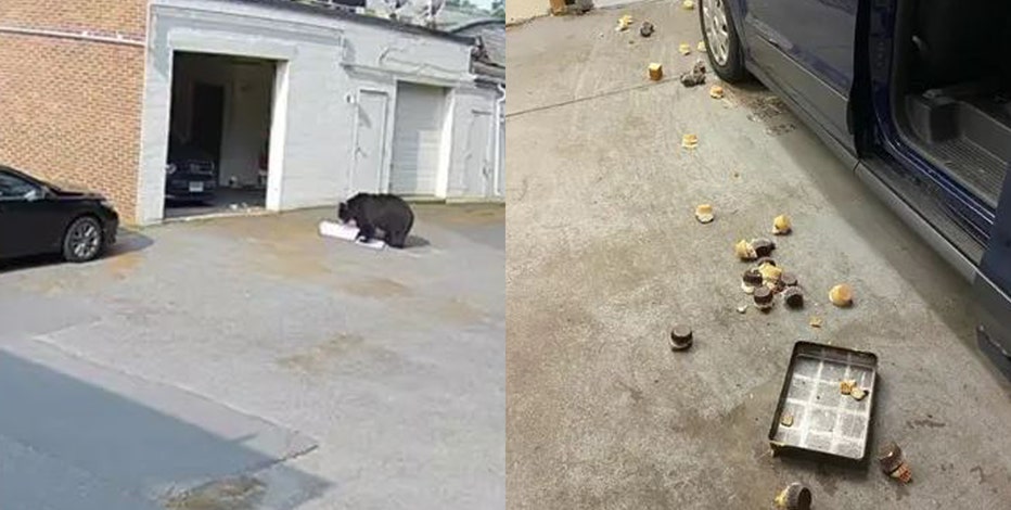 Connecticut bakery workers left terrified after hungry black bear barges in, steals 60 cupcakes
