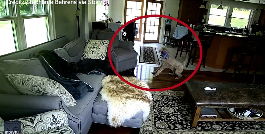Watch: Family dog scares off black bear from New York home