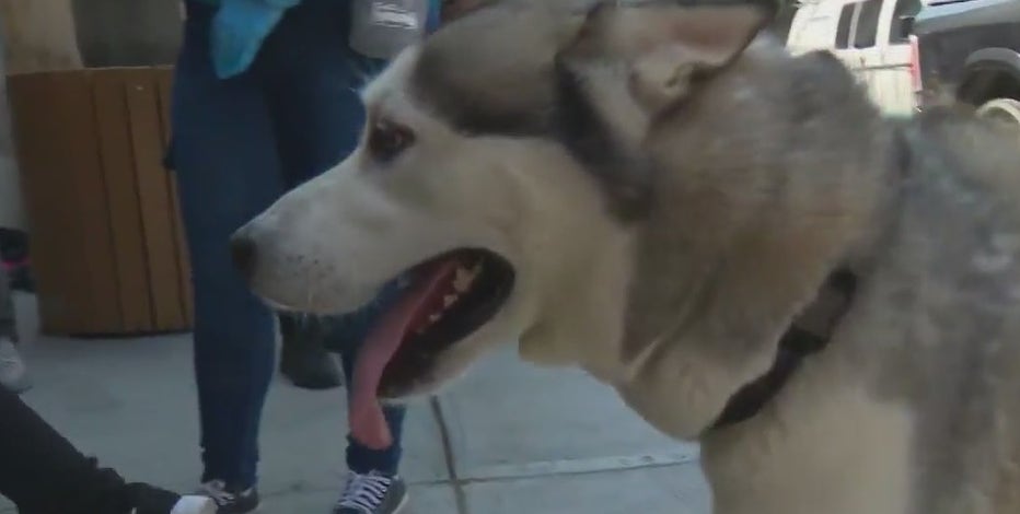 NYC's Animal Care Centers encouraging adoptions of big dogs